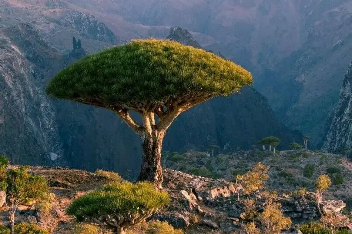 Menguak Misteri Pulau Socotra, Tempat Alien Hingga Dajjal